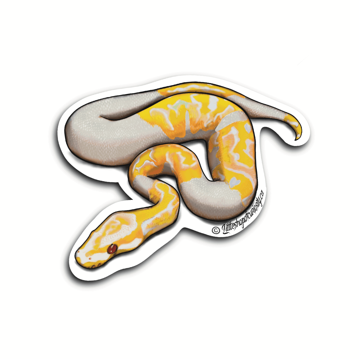 albino ball python