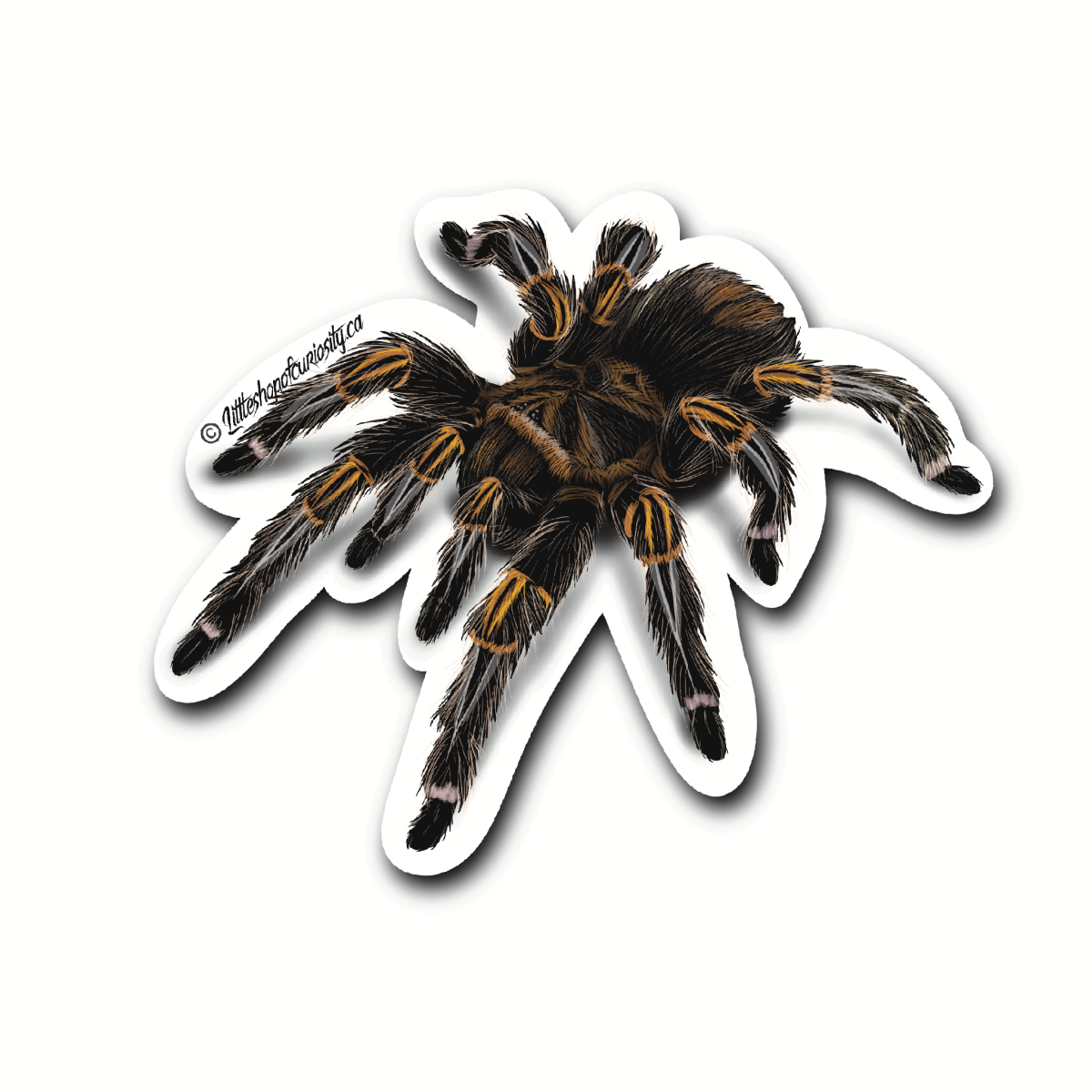 Chaco Golden Knee Tarantula Sticker Little Shop of Curiosity