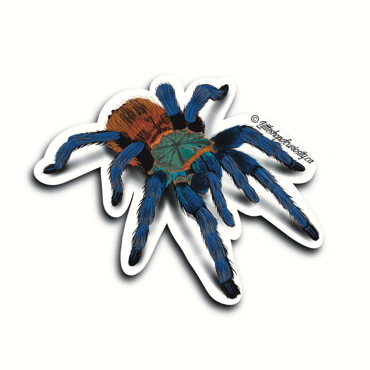 Green Bottle Blue Tarantula Sticker - Colour Sticker - Little Shop of Curiosity