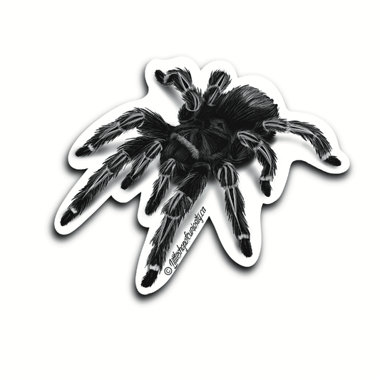 Greyscale Striped Knee Tarantula Sticker - Black & White Sticker - Little Shop of Curiosity