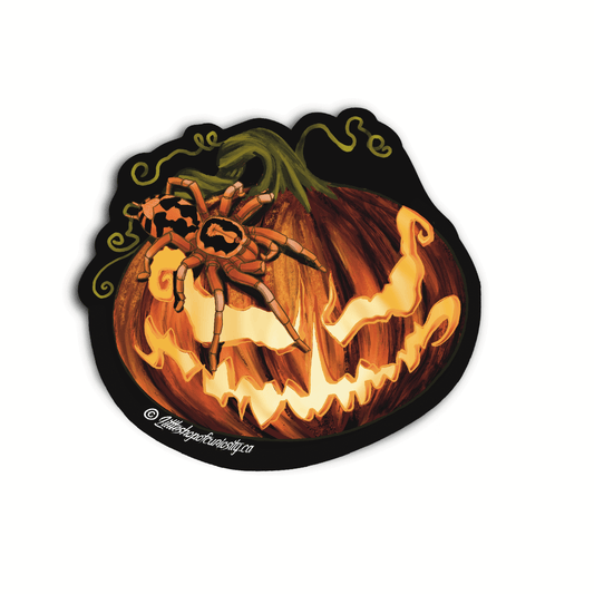 Jack O'Lantern Pumpkin Patch Sticker - Colour Sticker - Little Shop of Curiosity