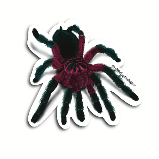 Megascopula Tarantula Sticker - Colour Sticker - Little Shop of Curiosity