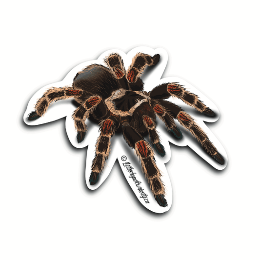 Mexican Flame Knee Tarantula Sticker - Colour Sticker - Little Shop of Curiosity