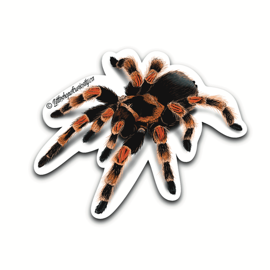 Mexican Red Knee Tarantula Sticker - Colour Sticker - Little Shop of Curiosity