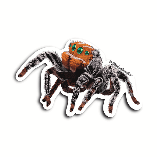 Nemo Peacock Spider Sticker - Colour Sticker - Little Shop of Curiosity