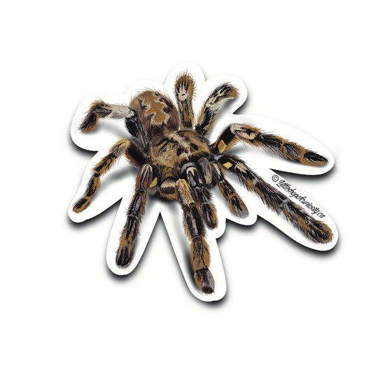 Sri Lankan Ornamental Tarantula Sticker - Colour Sticker - Little Shop of Curiosity