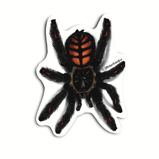 Venezuelan Suntiger Tarantula Sticker - Colour Sticker - Little Shop of Curiosity